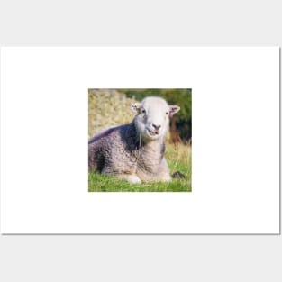 Happy Herdwick Sheep, Lake District Posters and Art